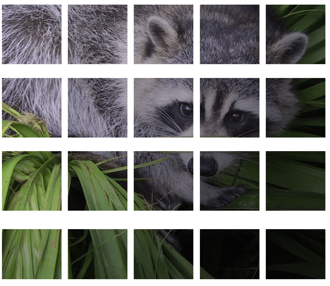Chopped raccoon img